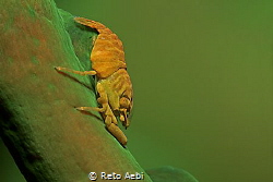 Little Shrimp on a green Coral. by Reto Aebi 